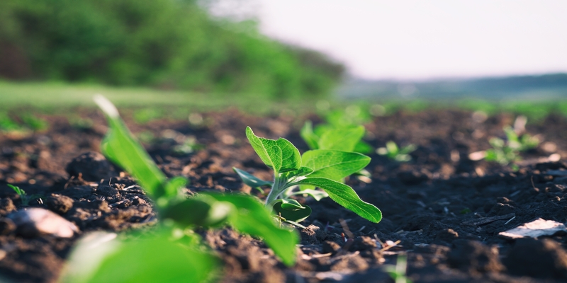 World Soil Day: the benefits of organic farming
